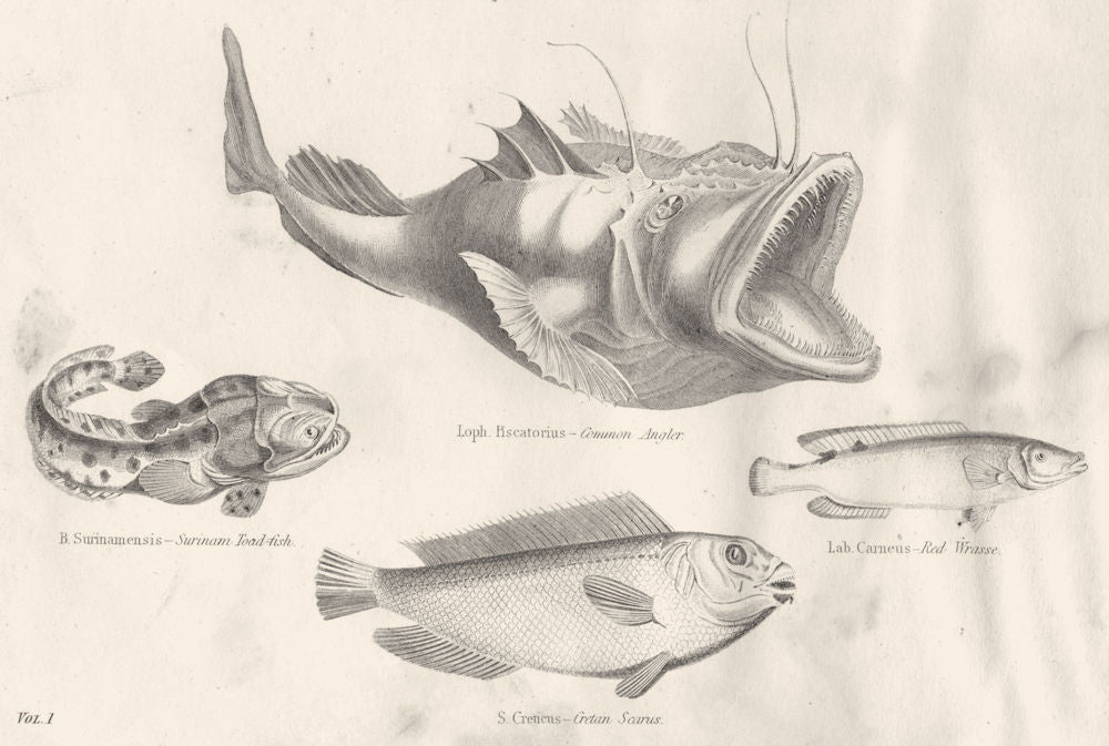 FISH. Acanthopterygii Lophius Batrachus; Angler; Surinam Toad- ; Red Wrasse 1880